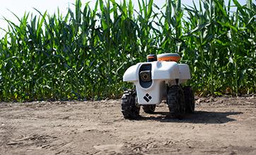 TerraSentia robot sits in front a corn field.